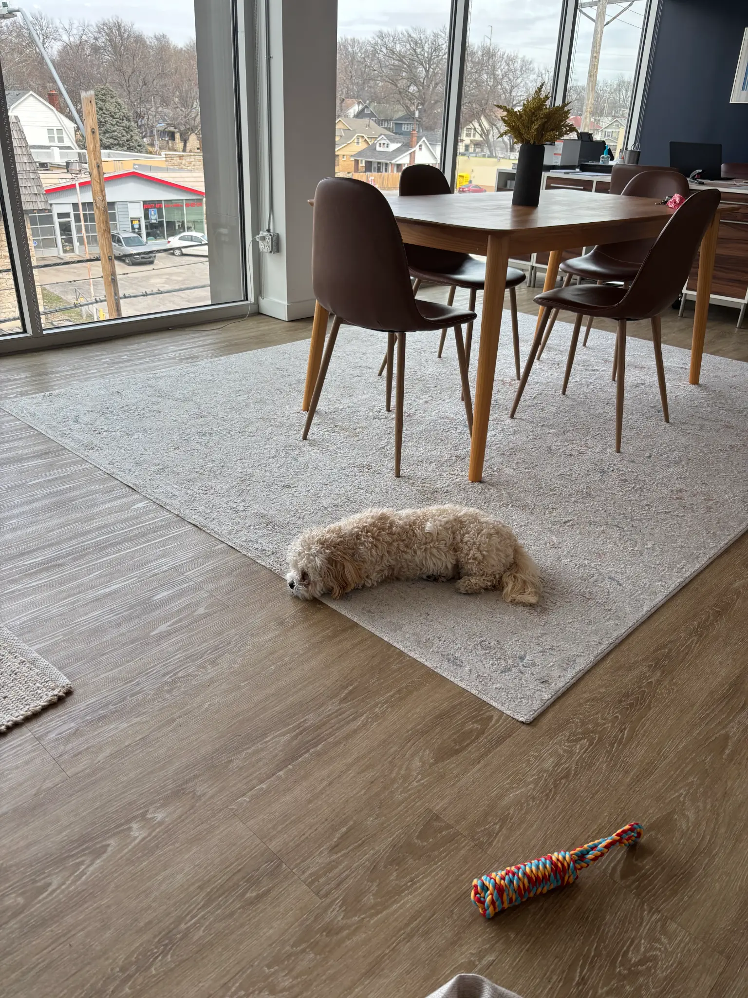 Murphy, the Heirloom office dog, relaxing on the floor